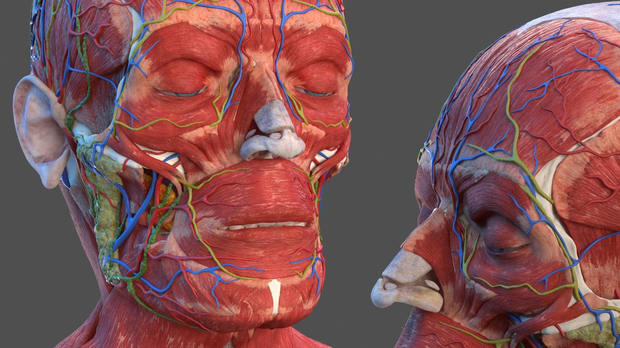 Human Head Full Anatomy and Skin 3D