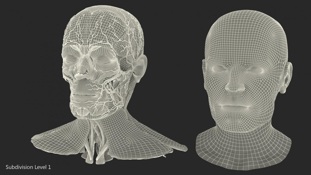 Human Head Full Anatomy and Skin 3D