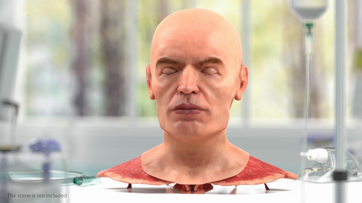 Human Head Full Anatomy and Skin 3D