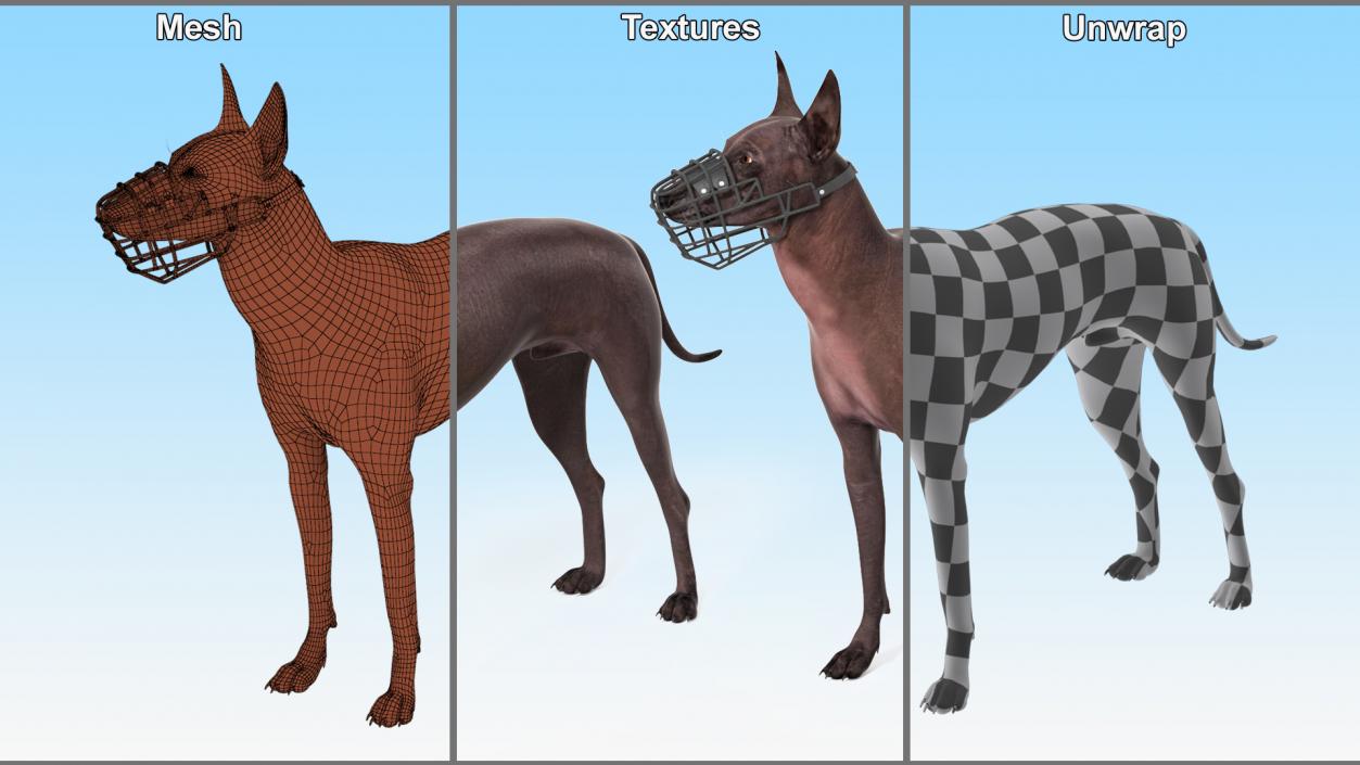 Xoloitzcuintli Rare Breed Mexican Dog with Muzzle 3D model