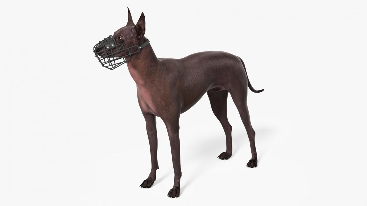 Xoloitzcuintli Rare Breed Mexican Dog with Muzzle 3D model