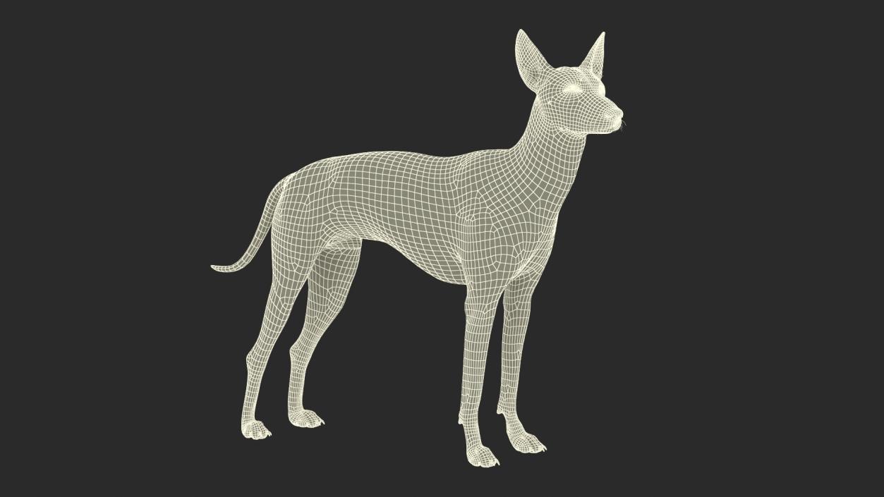 Xoloitzcuintli Rare Breed Mexican Dog with Muzzle 3D model