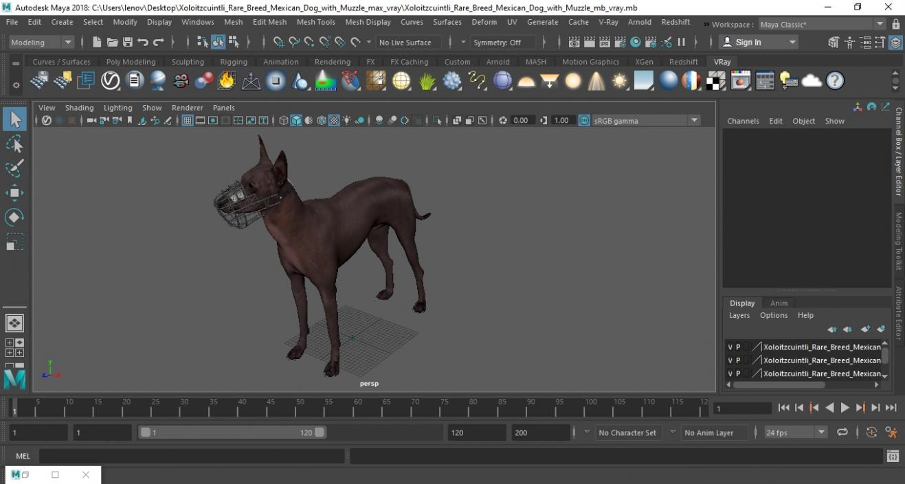 Xoloitzcuintli Rare Breed Mexican Dog with Muzzle 3D model