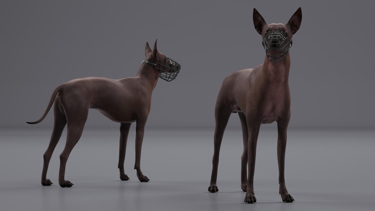 Xoloitzcuintli Rare Breed Mexican Dog with Muzzle 3D model