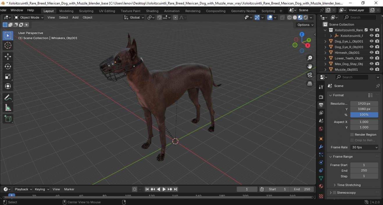 Xoloitzcuintli Rare Breed Mexican Dog with Muzzle 3D model