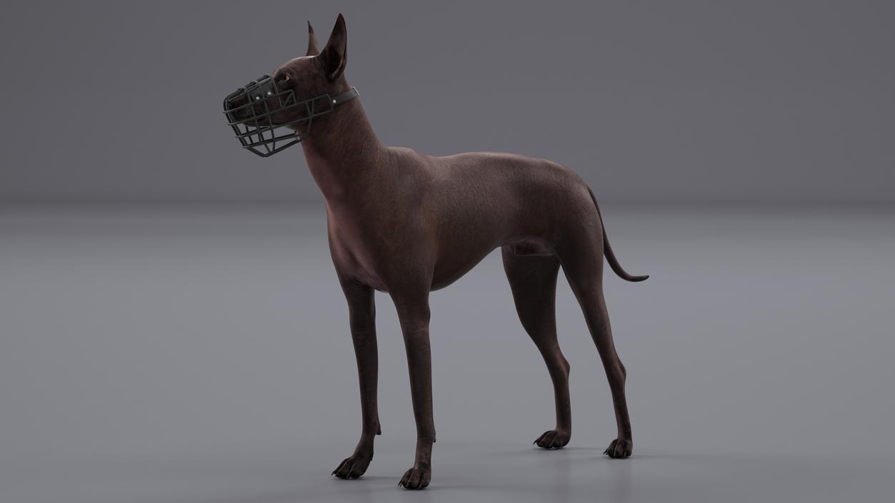 Xoloitzcuintli Rare Breed Mexican Dog with Muzzle 3D model