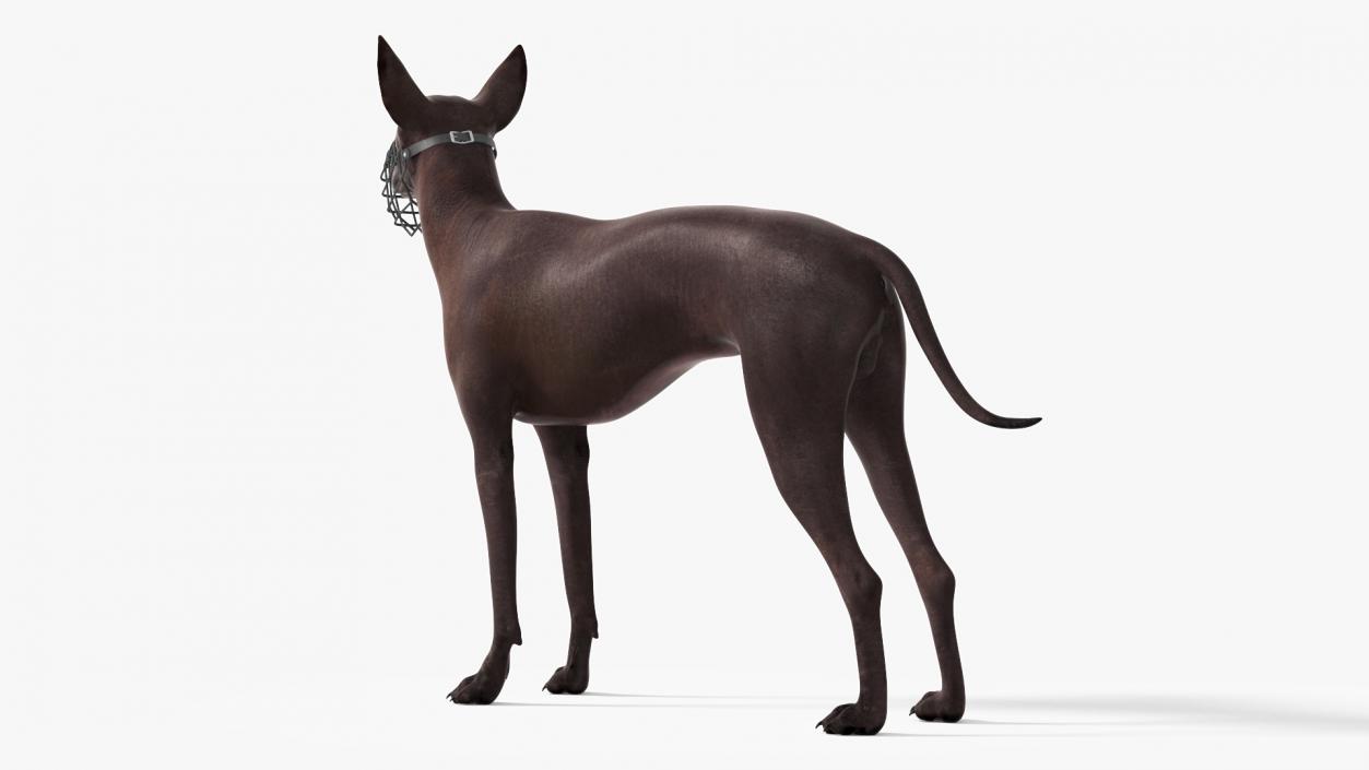 Xoloitzcuintli Rare Breed Mexican Dog with Muzzle 3D model