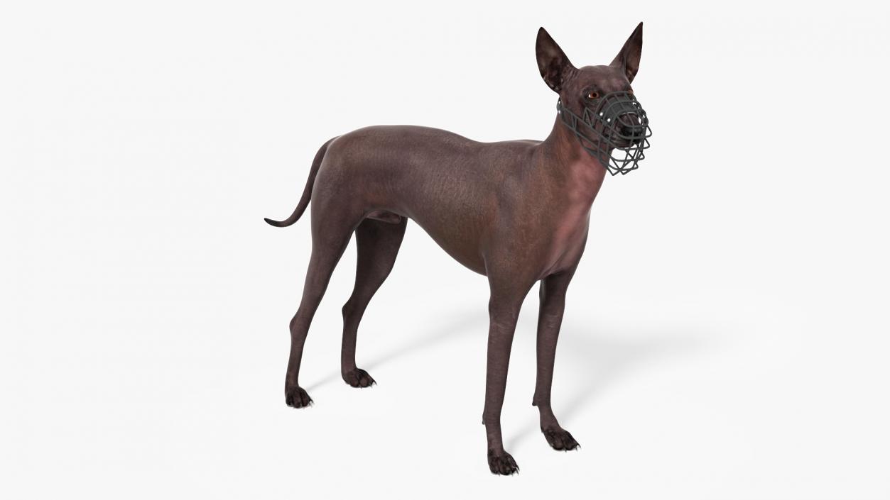 Xoloitzcuintli Rare Breed Mexican Dog with Muzzle 3D model