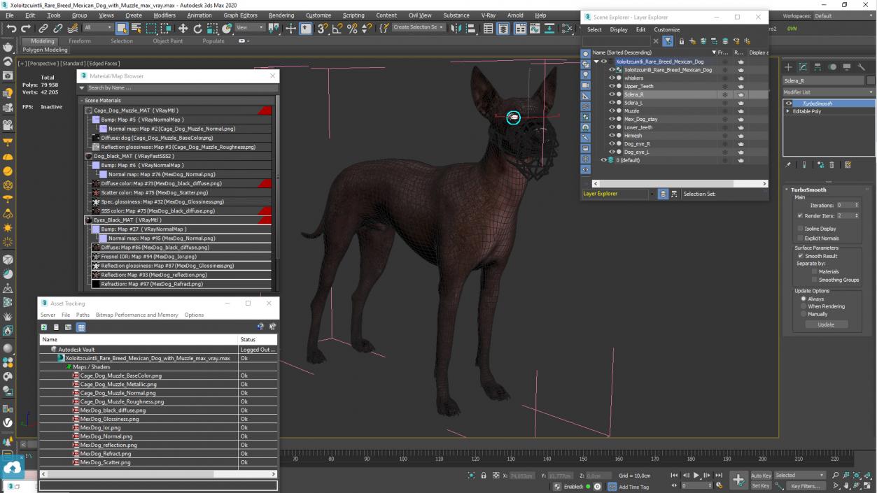 Xoloitzcuintli Rare Breed Mexican Dog with Muzzle 3D model