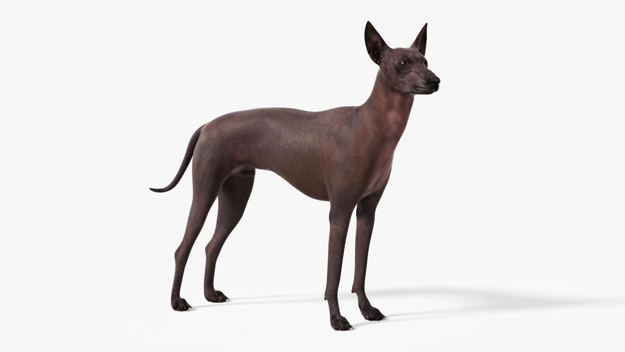 Xoloitzcuintli Rare Breed Mexican Dog with Muzzle 3D model