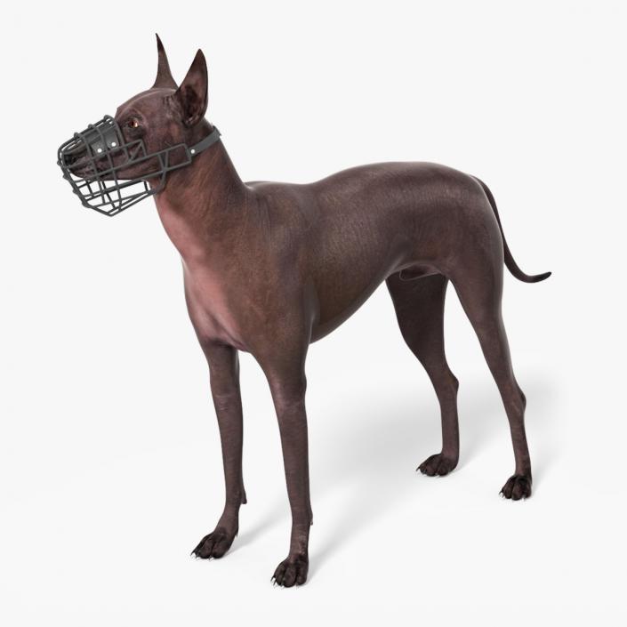 Xoloitzcuintli Rare Breed Mexican Dog with Muzzle 3D model