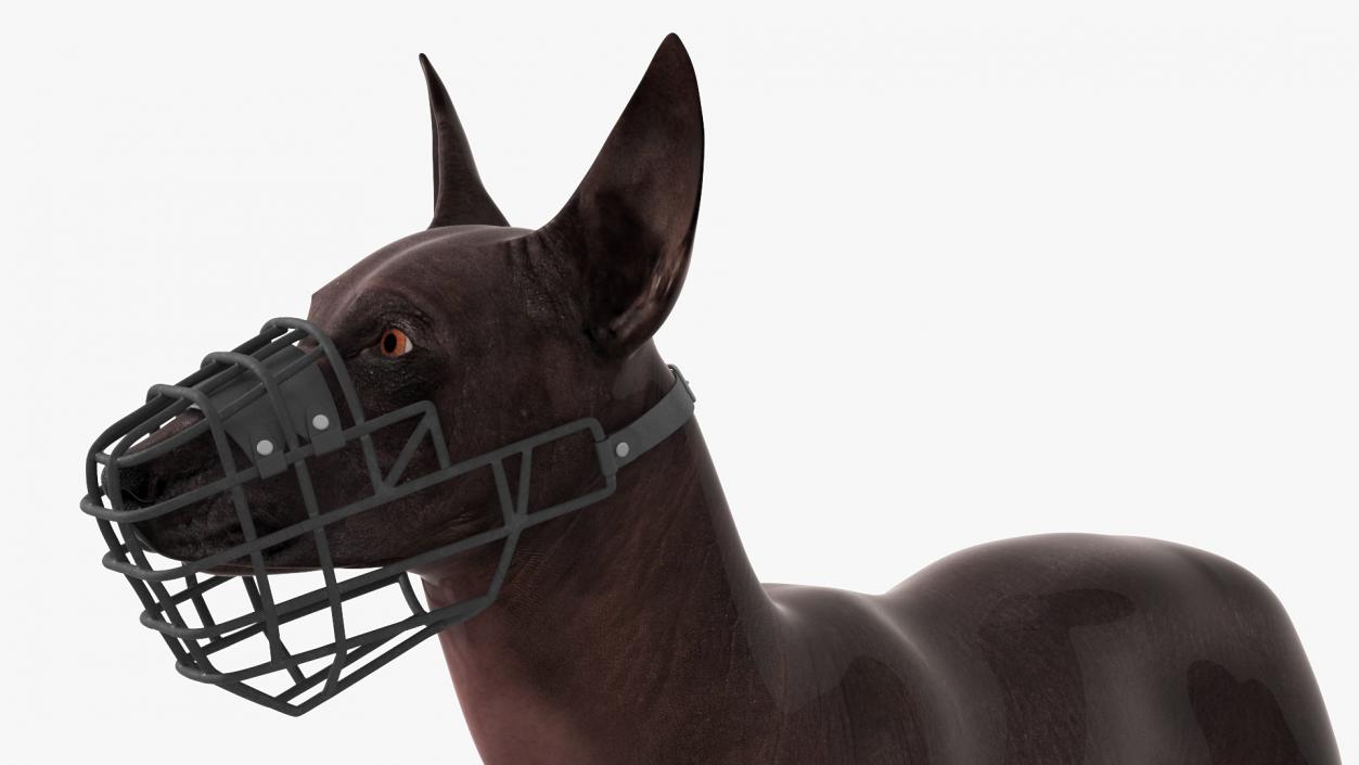 Xoloitzcuintli Rare Breed Mexican Dog with Muzzle 3D model