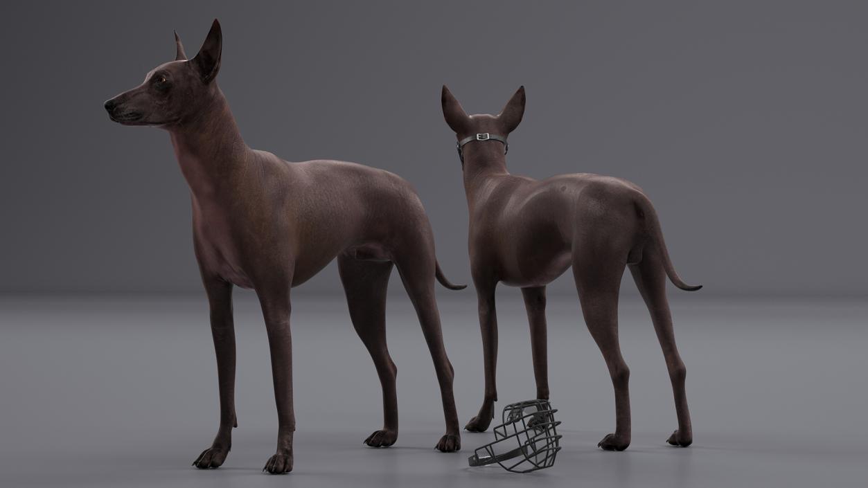 Xoloitzcuintli Rare Breed Mexican Dog with Muzzle 3D model