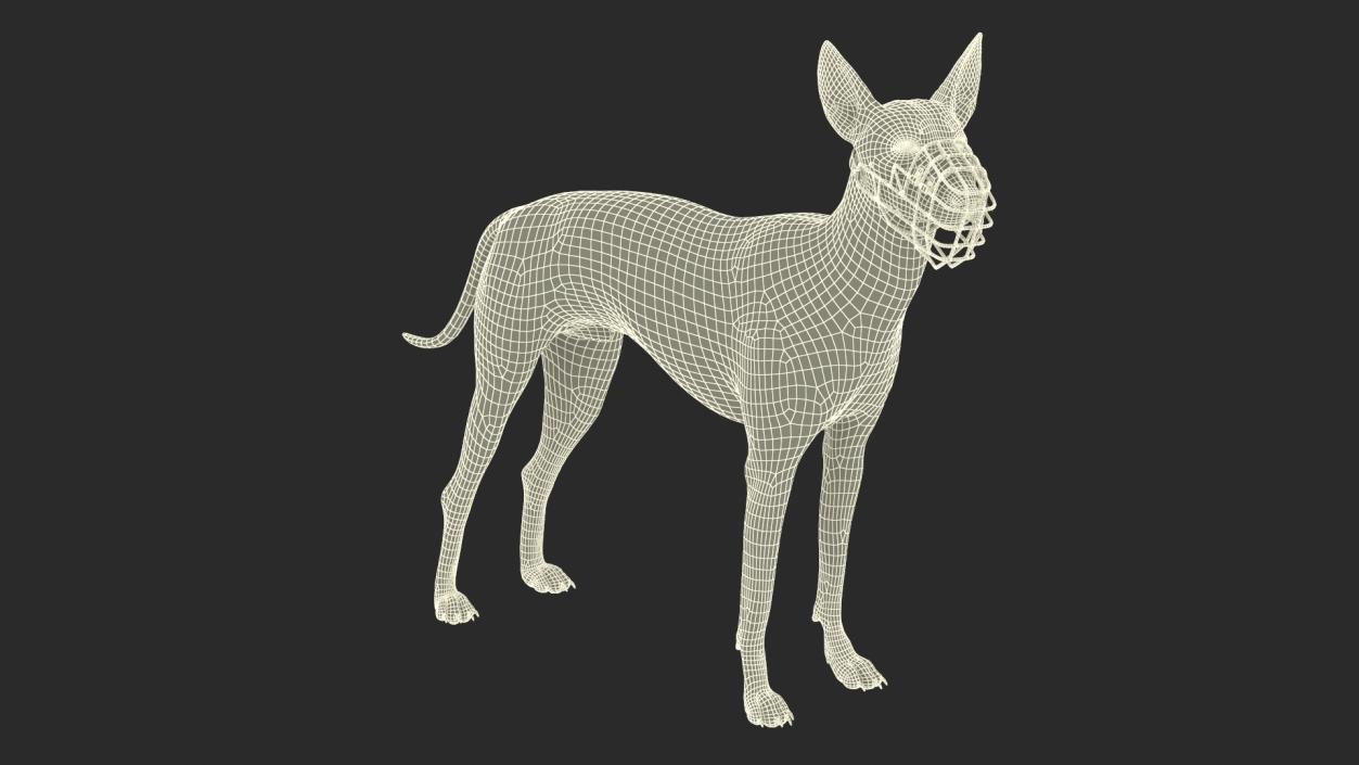 Xoloitzcuintli Rare Breed Mexican Dog with Muzzle 3D model