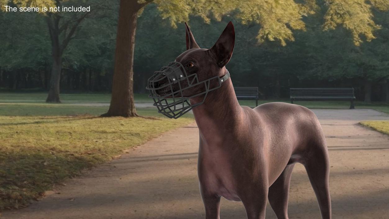 Xoloitzcuintli Rare Breed Mexican Dog with Muzzle 3D model