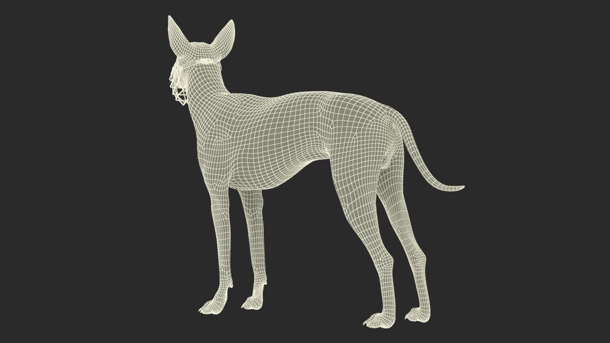 Xoloitzcuintli Rare Breed Mexican Dog with Muzzle 3D model