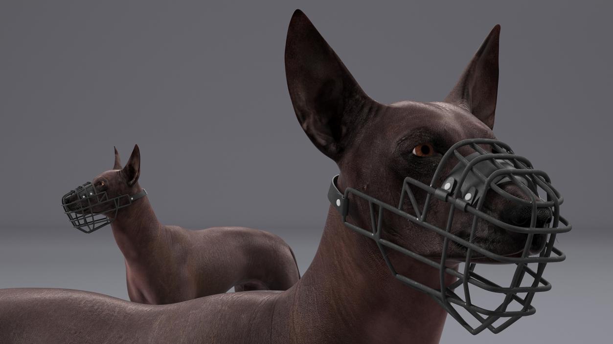 Xoloitzcuintli Rare Breed Mexican Dog with Muzzle 3D model