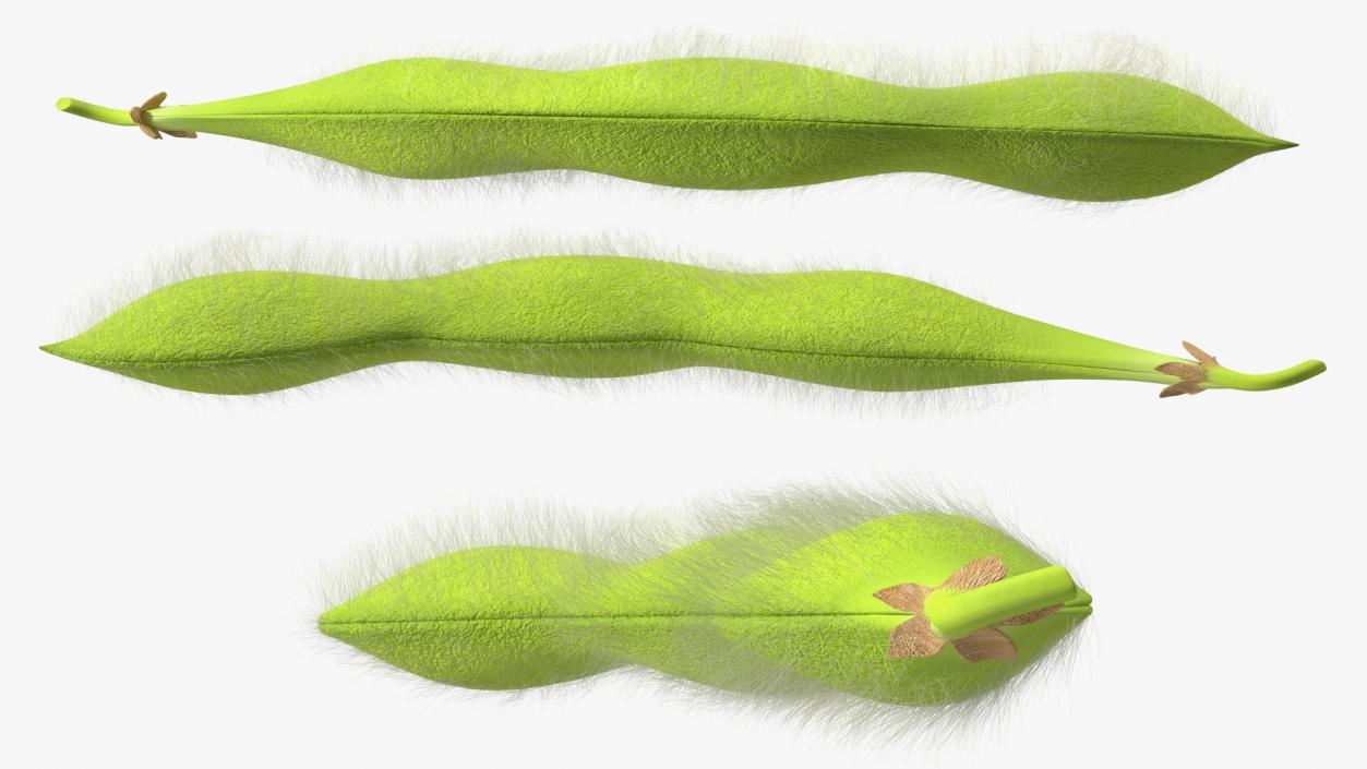 3D Green Soybean Pod Fur