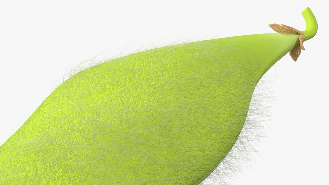 3D Green Soybean Pod Fur