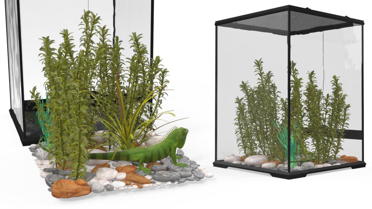 Tall Terrarium for Reptiles with Iguana 3D model