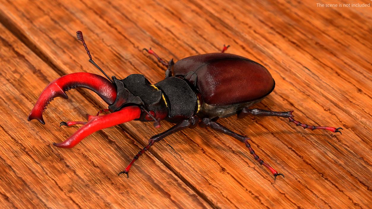 3D Lucanus Cervus Stag Beetle Walking Pose Fur model