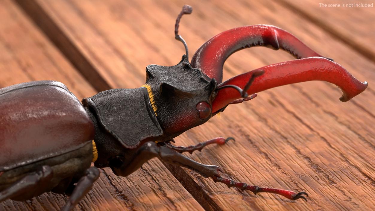 3D Lucanus Cervus Stag Beetle Walking Pose Fur model