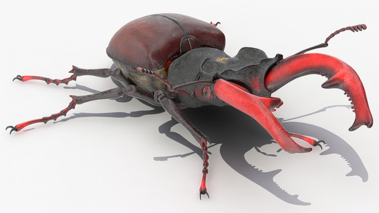 3D Lucanus Cervus Stag Beetle Walking Pose Fur model