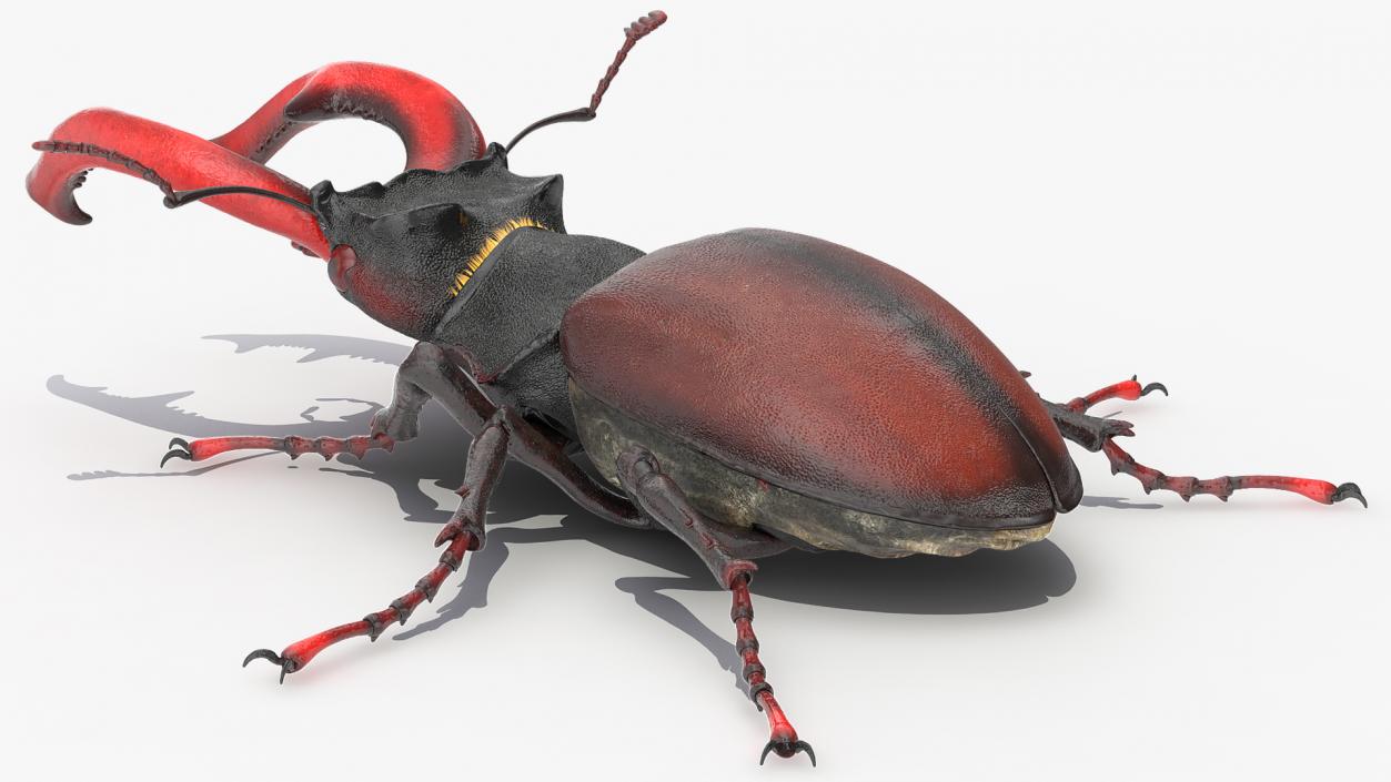 3D Lucanus Cervus Stag Beetle Walking Pose Fur model