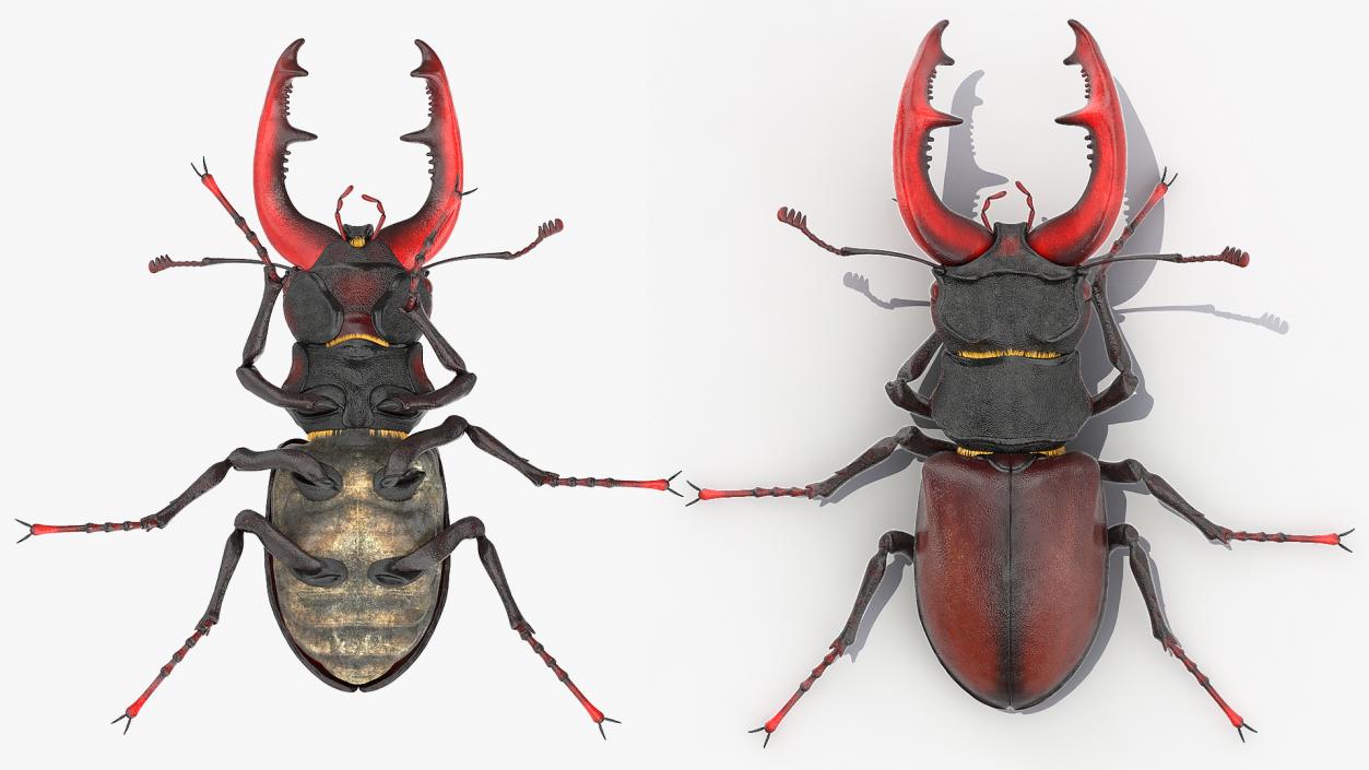 3D Lucanus Cervus Stag Beetle Walking Pose Fur model