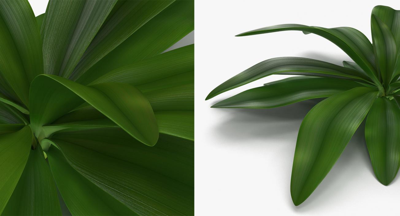 Plants Collection 3D