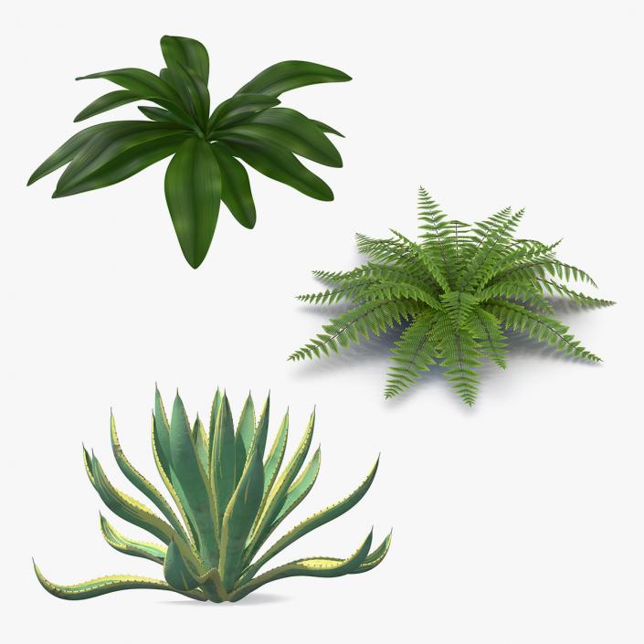 Plants Collection 3D