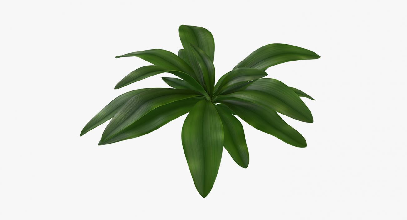 Plants Collection 3D