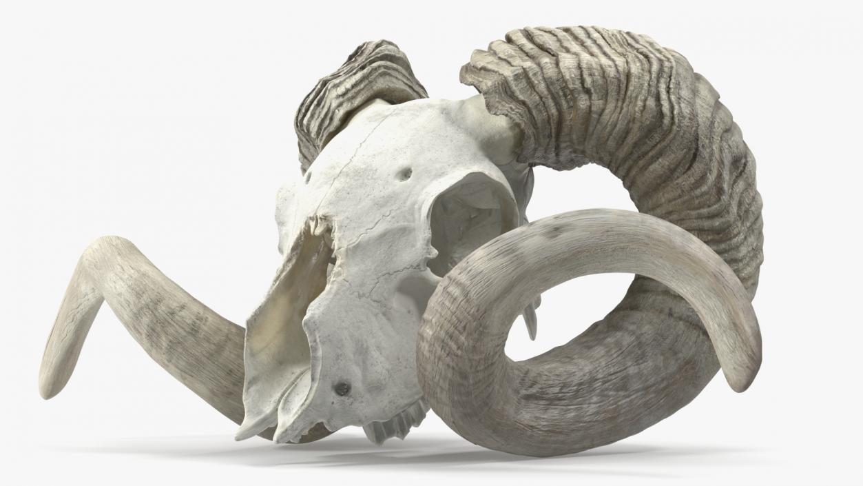 3D Old Bighorn Ram Skull