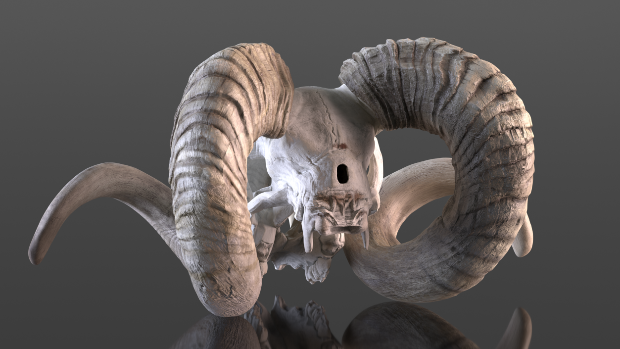 3D Old Bighorn Ram Skull