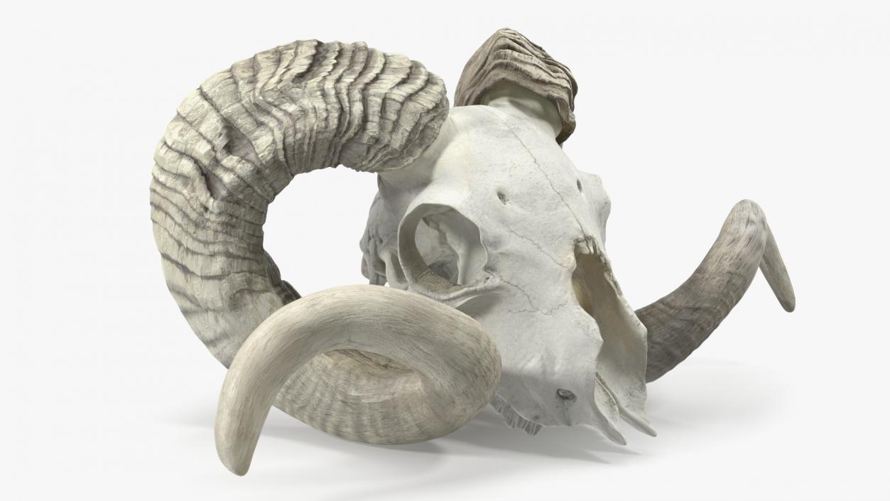 3D Old Bighorn Ram Skull