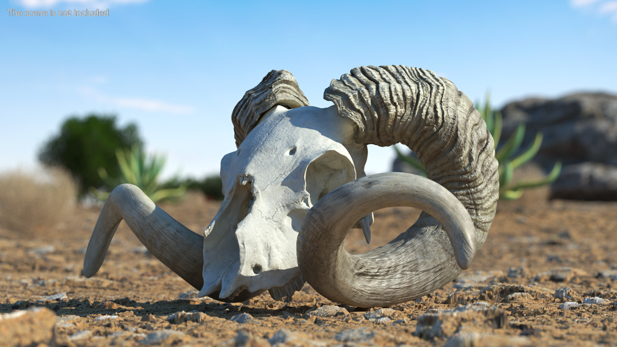 3D Old Bighorn Ram Skull