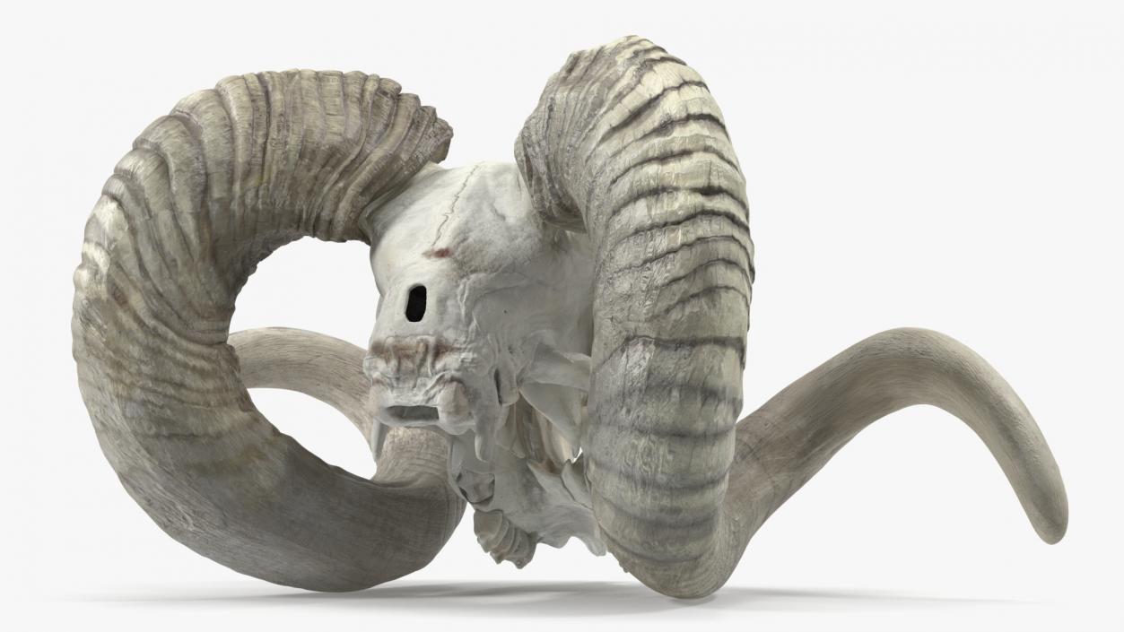 3D Old Bighorn Ram Skull