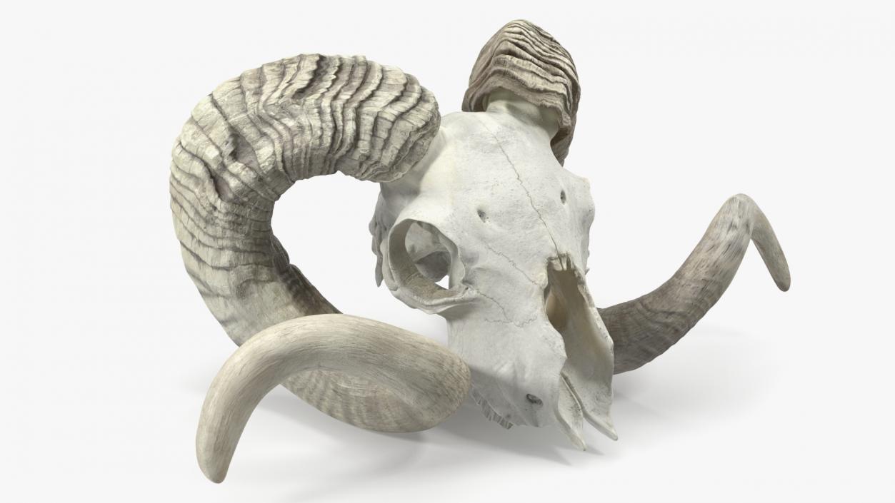 3D Old Bighorn Ram Skull