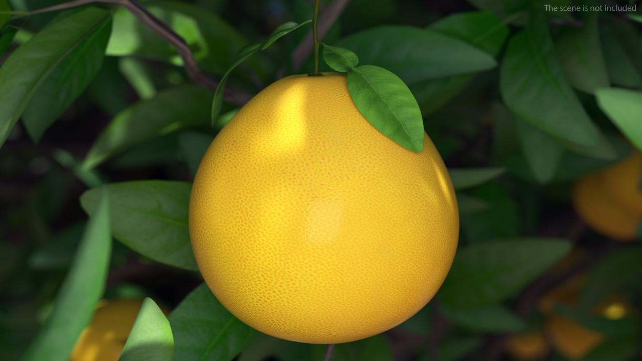 Pomelo Fruit Orange 3D model