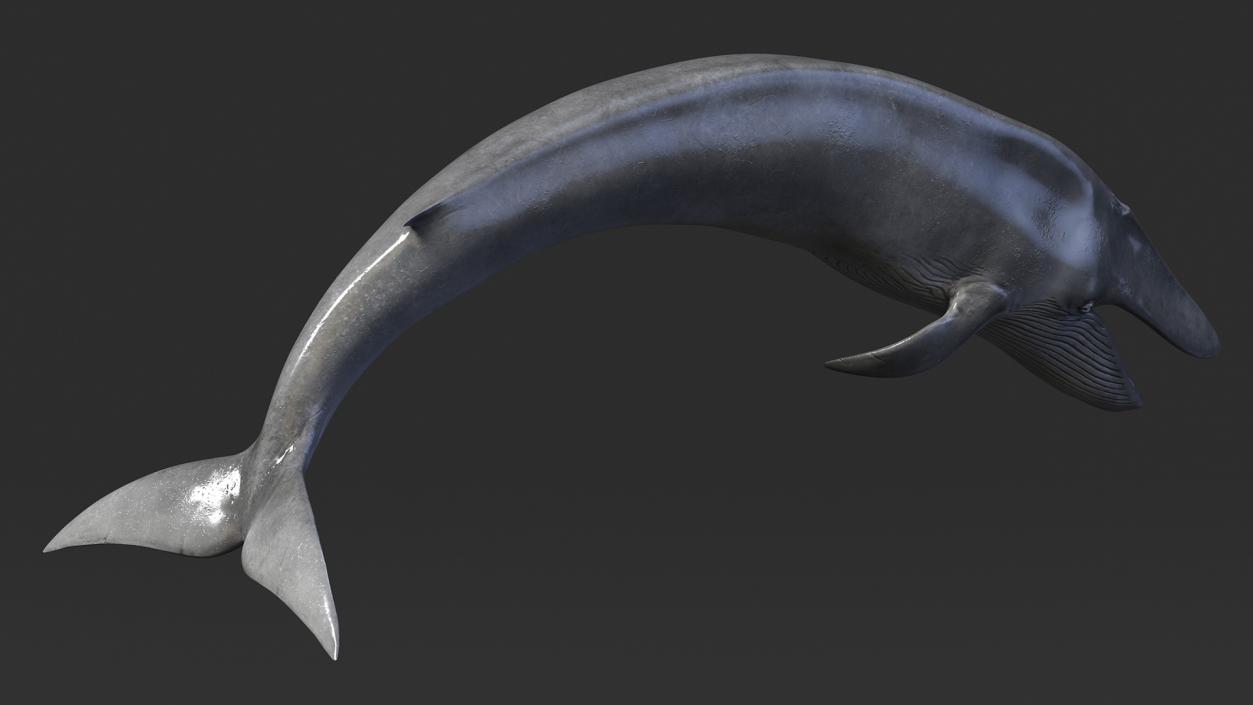 3D Sea Mammal Blue Whale Resting Pose Fur model