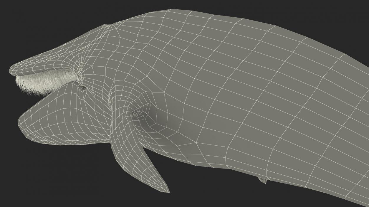 3D Sea Mammal Blue Whale Resting Pose Fur model