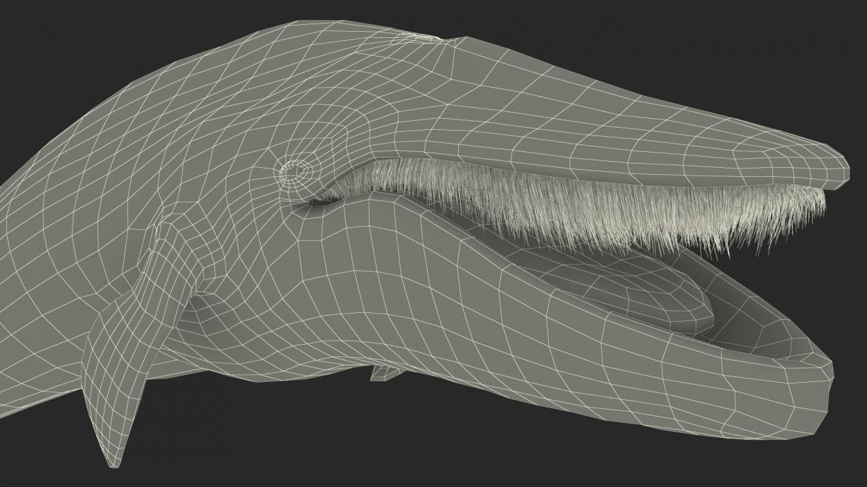 3D Sea Mammal Blue Whale Resting Pose Fur model