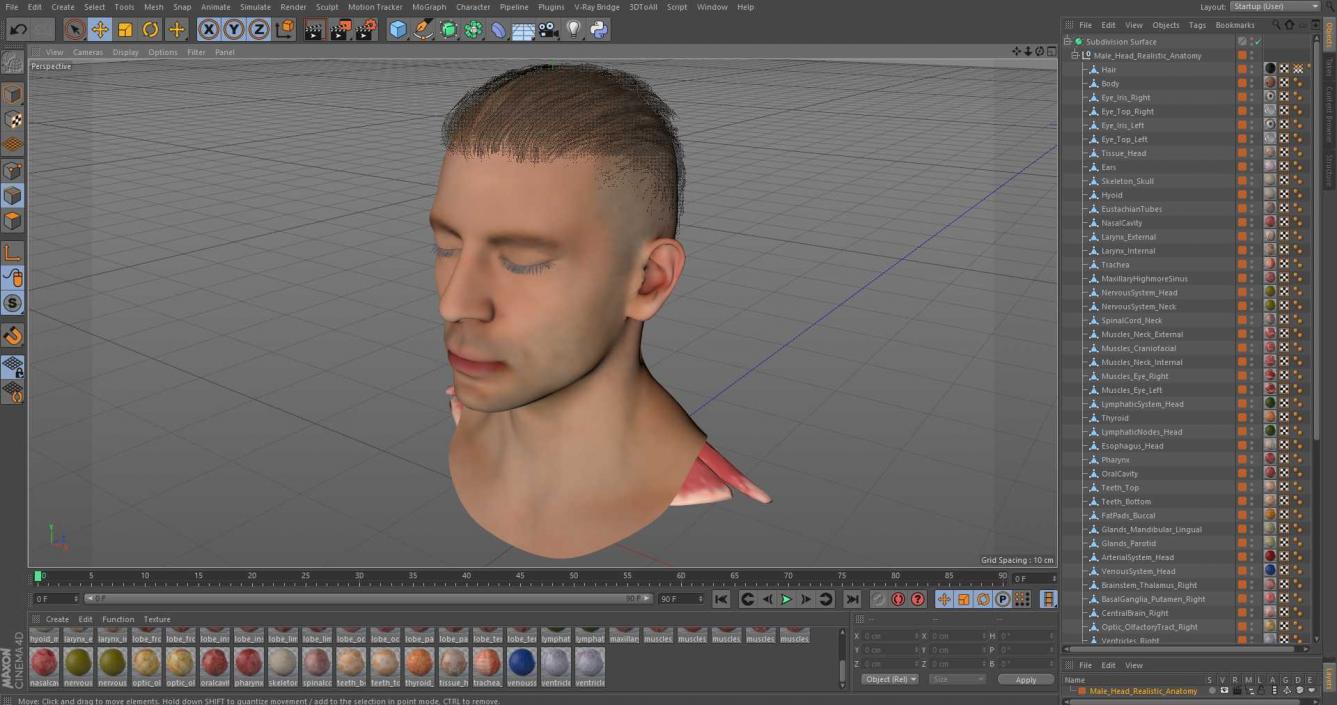 Male Head Realistic Anatomy 3D