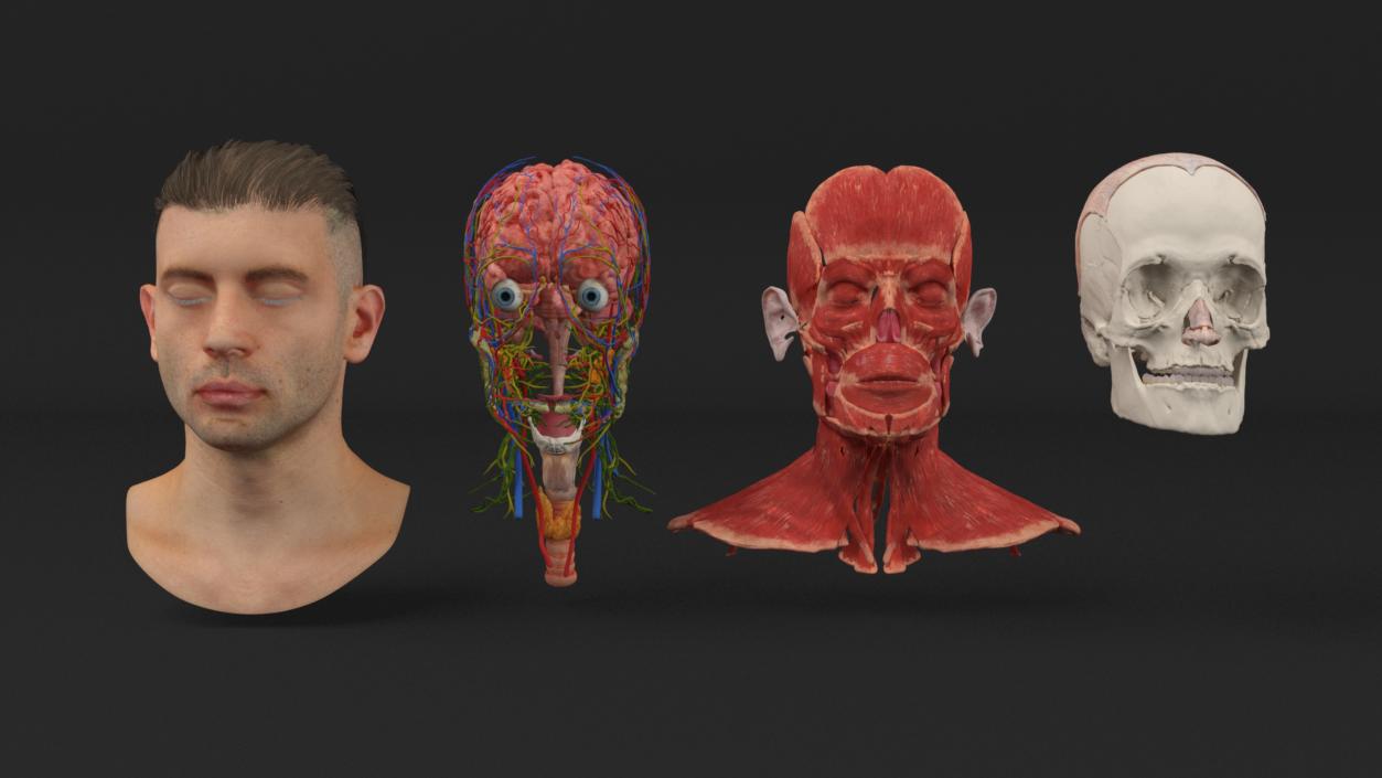 Male Head Realistic Anatomy 3D