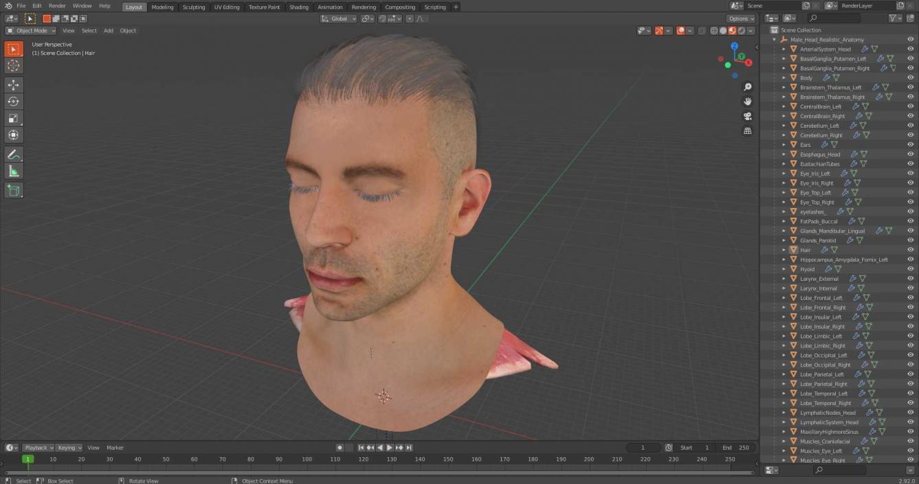 Male Head Realistic Anatomy 3D