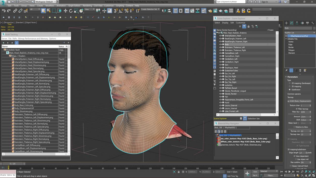 Male Head Realistic Anatomy 3D