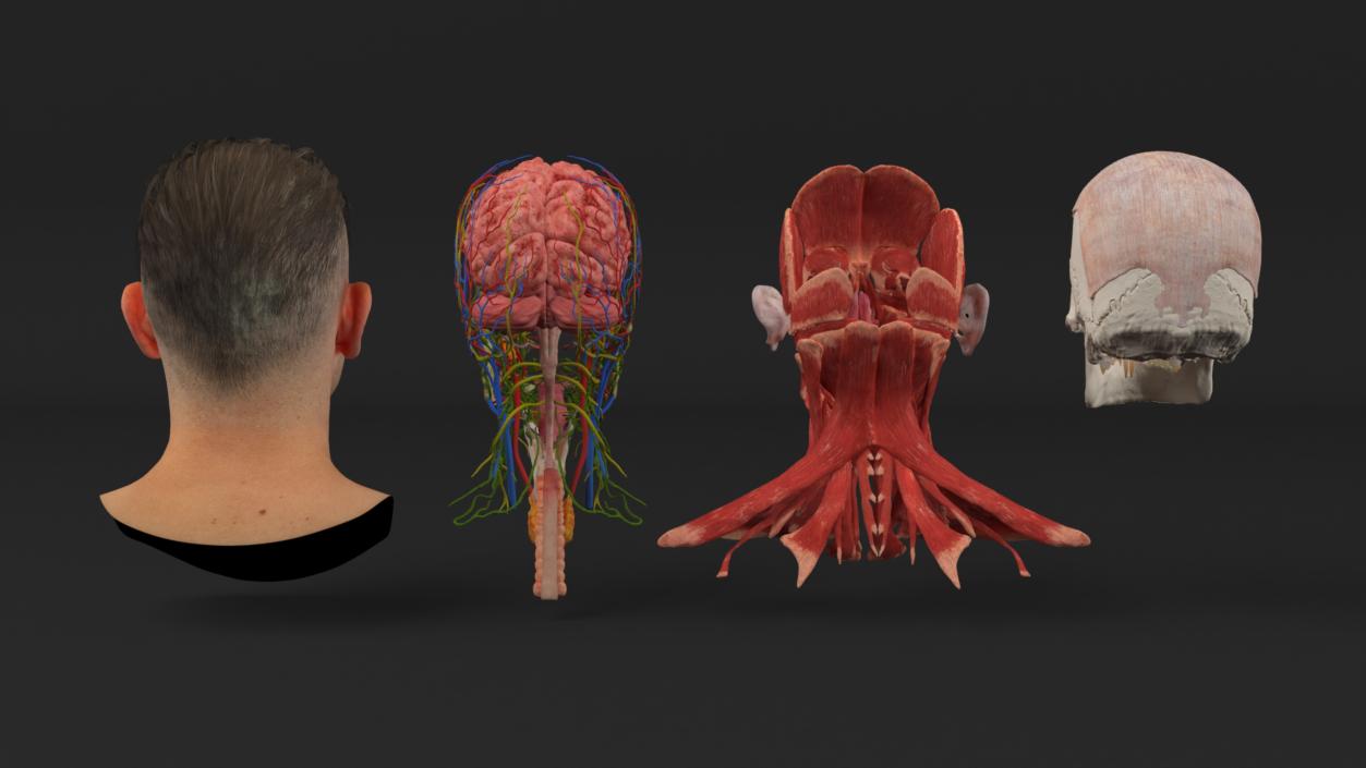 Male Head Realistic Anatomy 3D