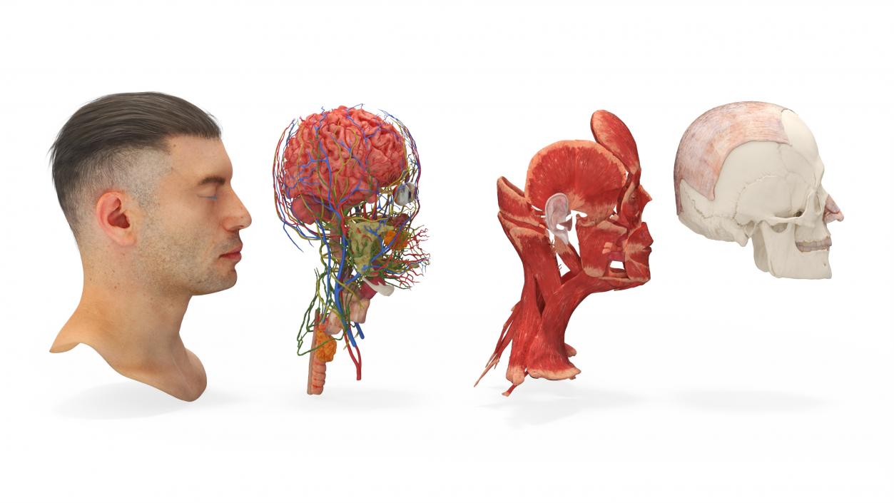 Male Head Realistic Anatomy 3D