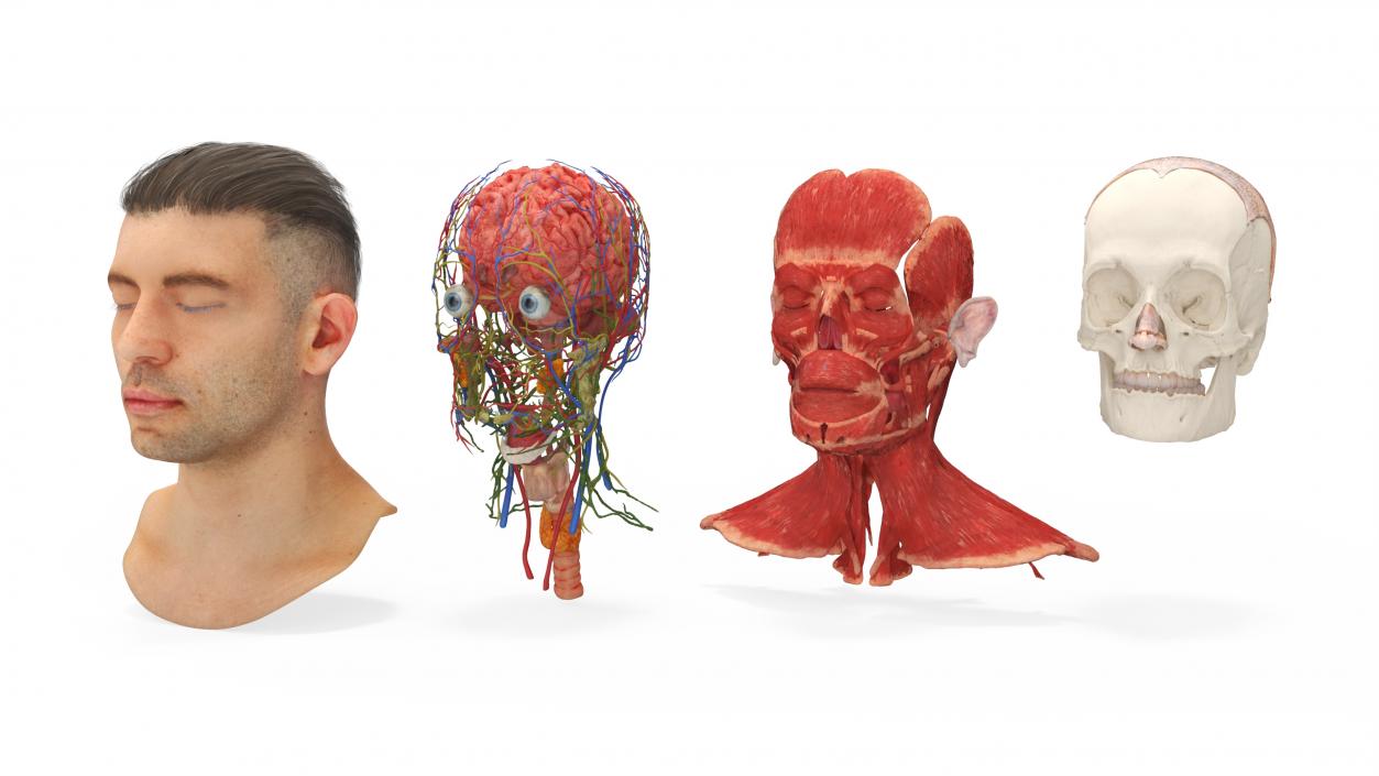 Male Head Realistic Anatomy 3D