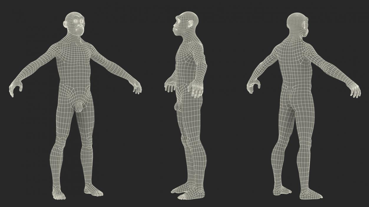 3D Homo Erectus Fur